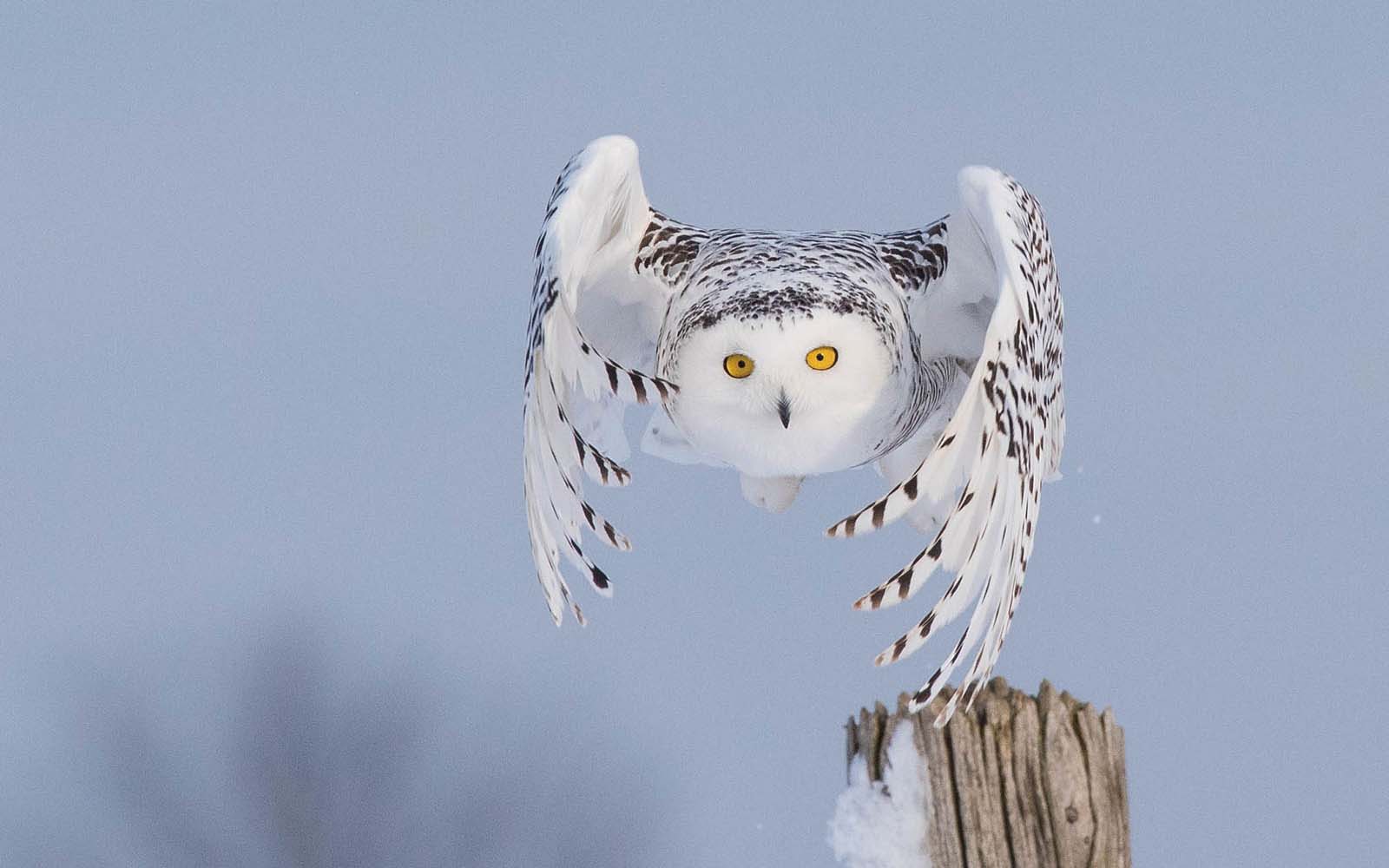 favourite birds beautiful flying creatures