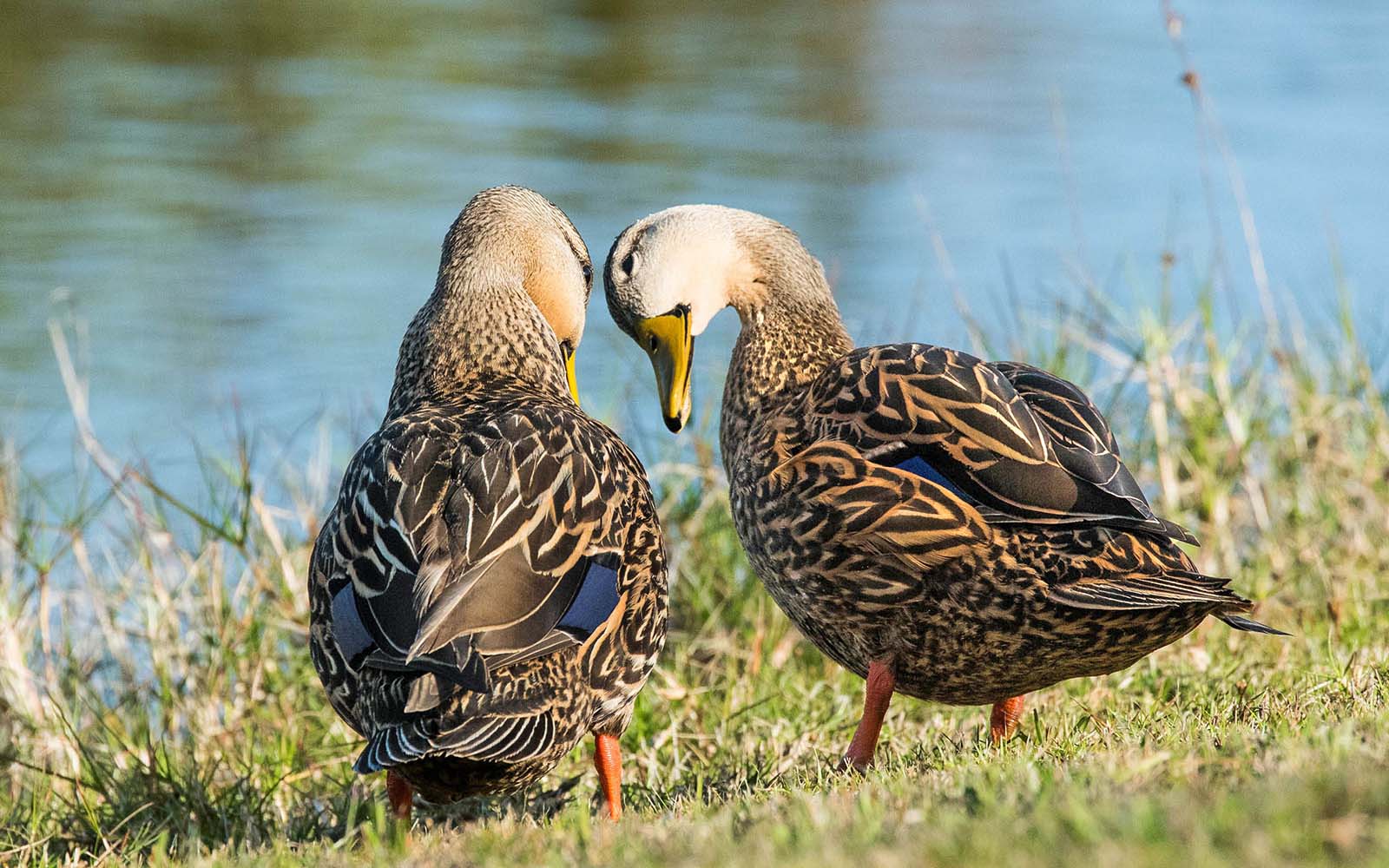 birds encountered along the way